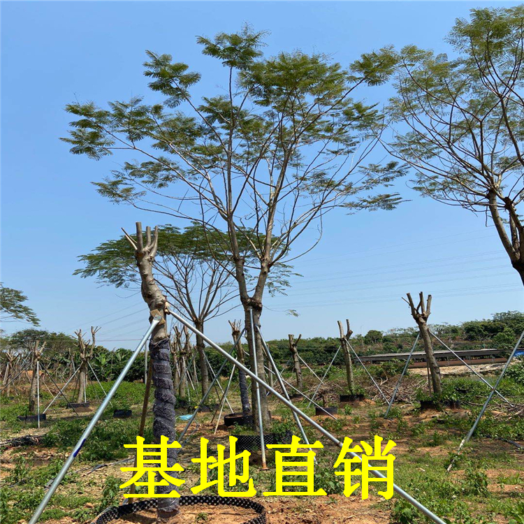 鳳凰木 鳳凰木產(chǎn)地批發(fā) 鳳凰木價格 鳳凰木批發(fā)
