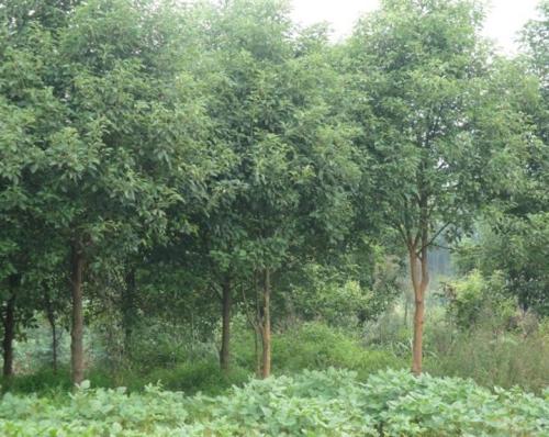 成都單桿*樸樹供應商、批發(fā)、種植基地、價格【郫都區(qū)志鴻園藝場】