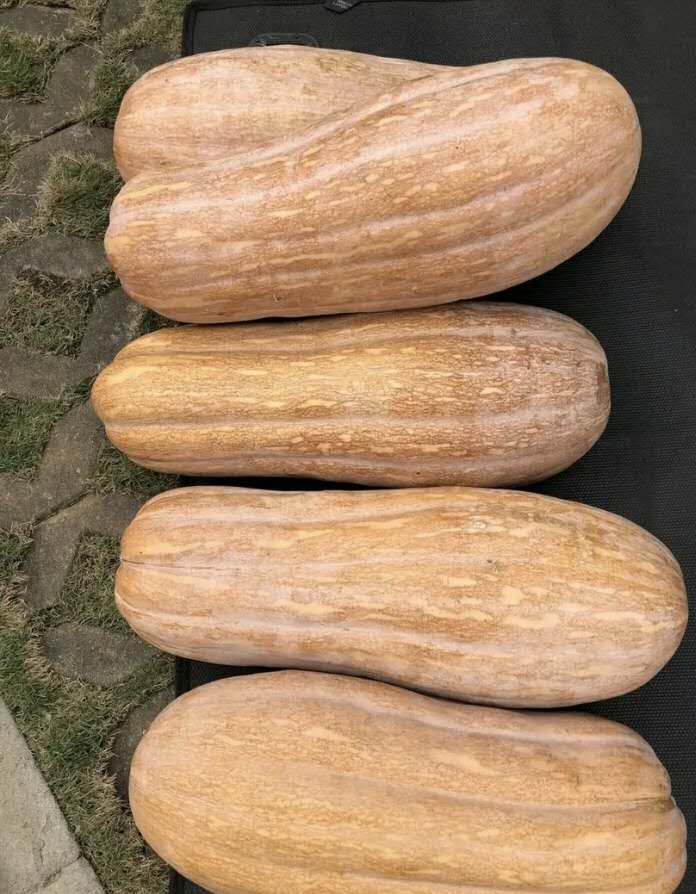 湖北蜜本南瓜種子，基地，批發(fā)供應(yīng)