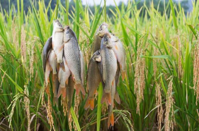 遵義禾花魚苗價(jià)格多少錢-貴州禾花魚苗批發(fā)-養(yǎng)殖場*-哪里有賣-【廣西華新魚場】 遵義禾花魚苗供應(yīng)