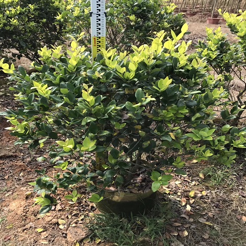 基地*金森女貞質(zhì)優(yōu)價(jià)廉