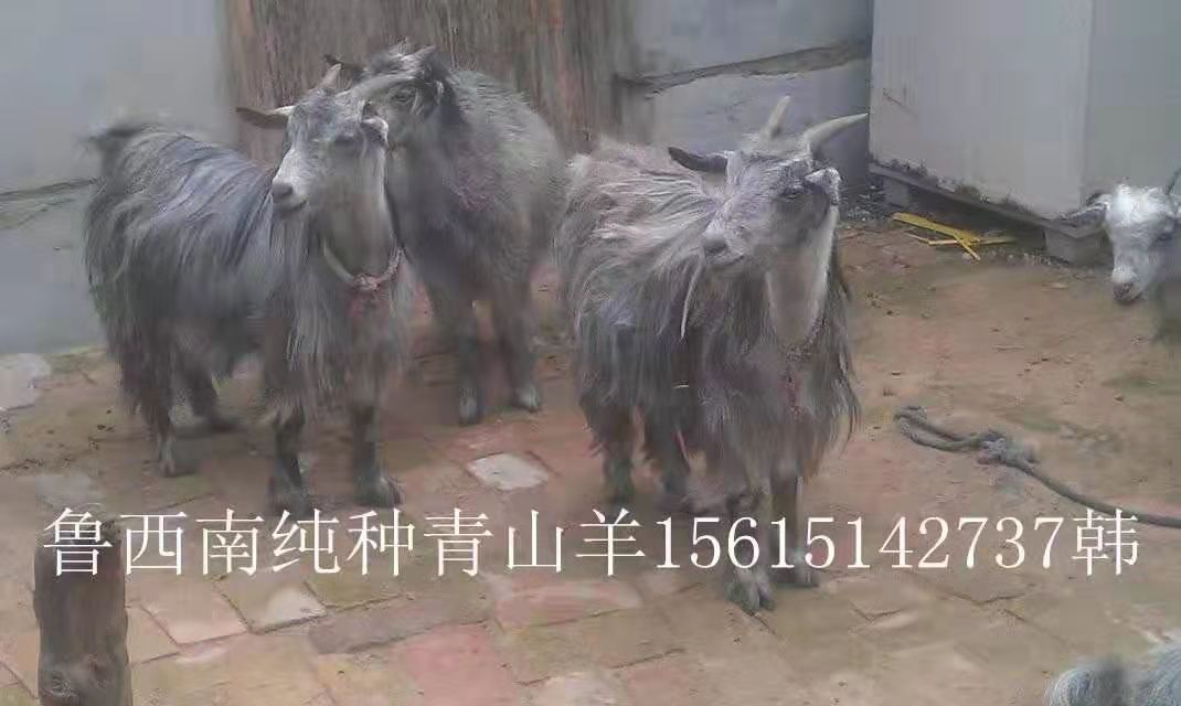 青山羊.青山羊多少錢.山東濟(jì)寧青山羊.山東青山羊價(jià)格.山東青山羊廠家.山東青山羊報(bào)價(jià).山東濟(jì)寧青山羊價(jià)格
