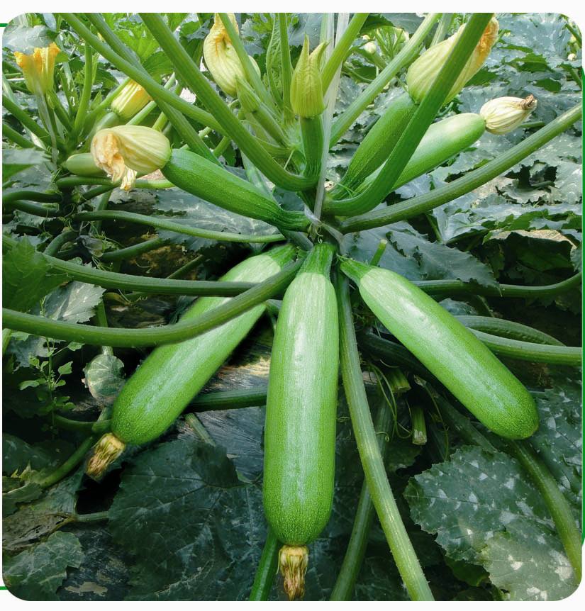 云南菜用西葫蘆種子批發(fā)，早春，越夏，秋延，亞歷山大西葫蘆種子產(chǎn)地批發(fā)