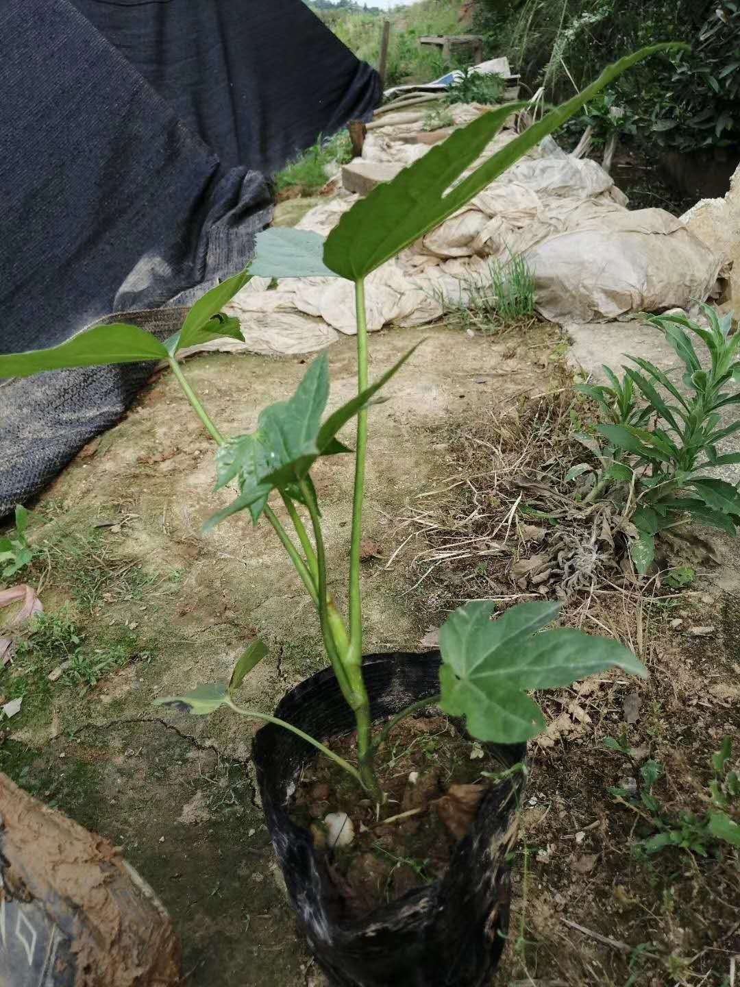 湖南八角金盤產(chǎn)地*-價格-電話-哪家好