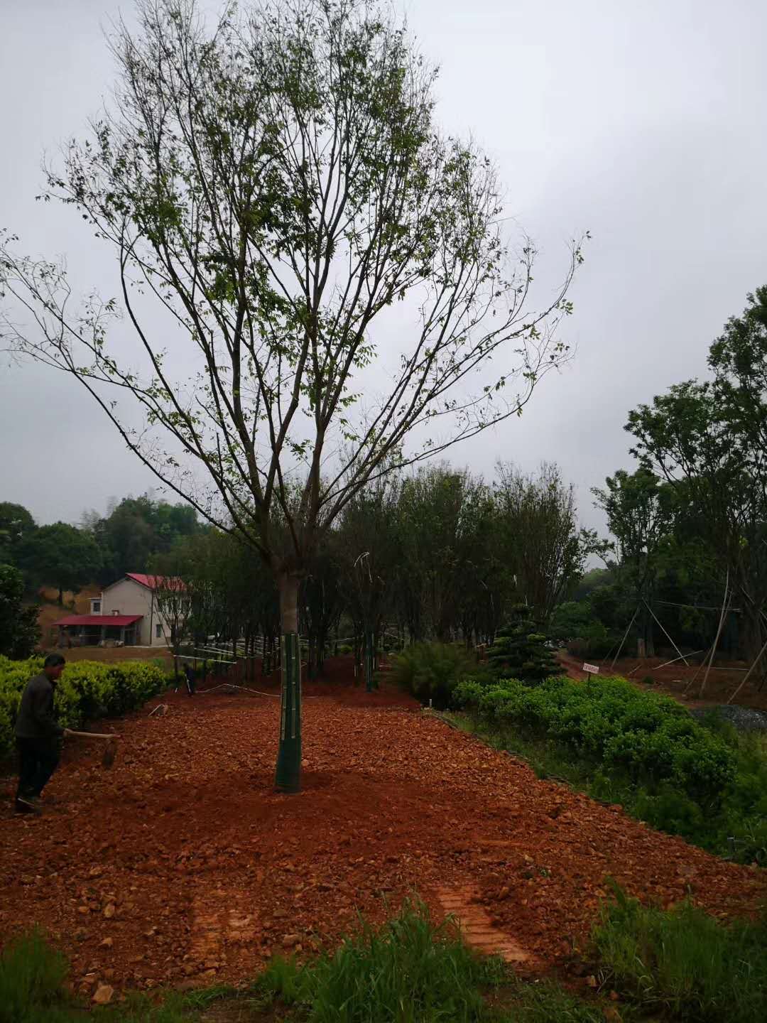 長沙櫸樹種植基地、價格、供應(yīng)商、批發(fā)【藝彩園林】