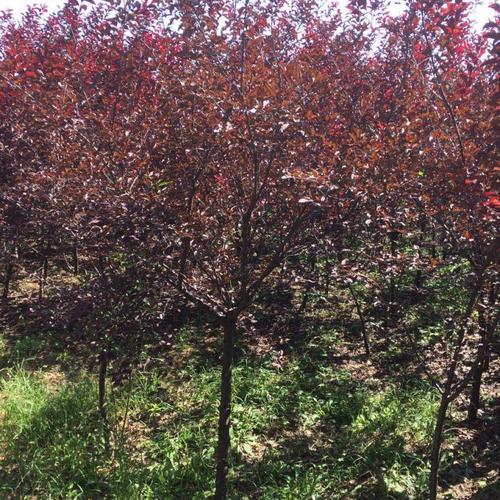 湖南紫葉李種植基地、價格、供應(yīng)商、批發(fā)【藝彩園林】