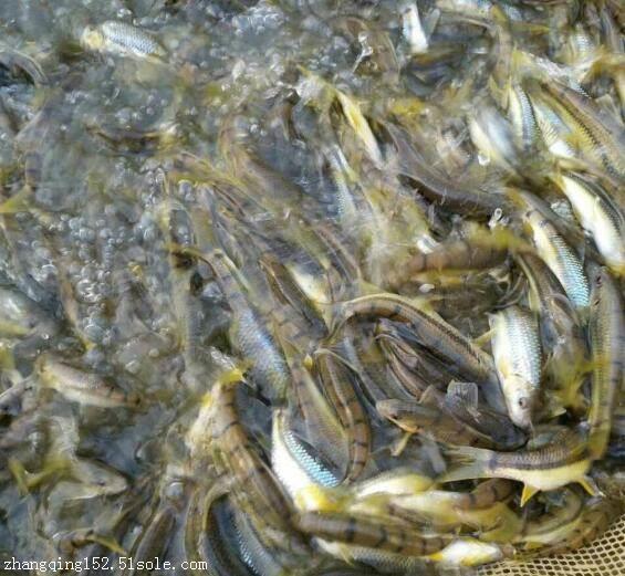 江西光唇魚苗批發(fā)價(jià)、價(jià)格多少錢、光唇魚苗怎么賣  光唇魚苗供應(yīng)商【安遠(yuǎn)縣天心鎮(zhèn)長(zhǎng)運(yùn)水產(chǎn)養(yǎng)殖專業(yè)合作社】