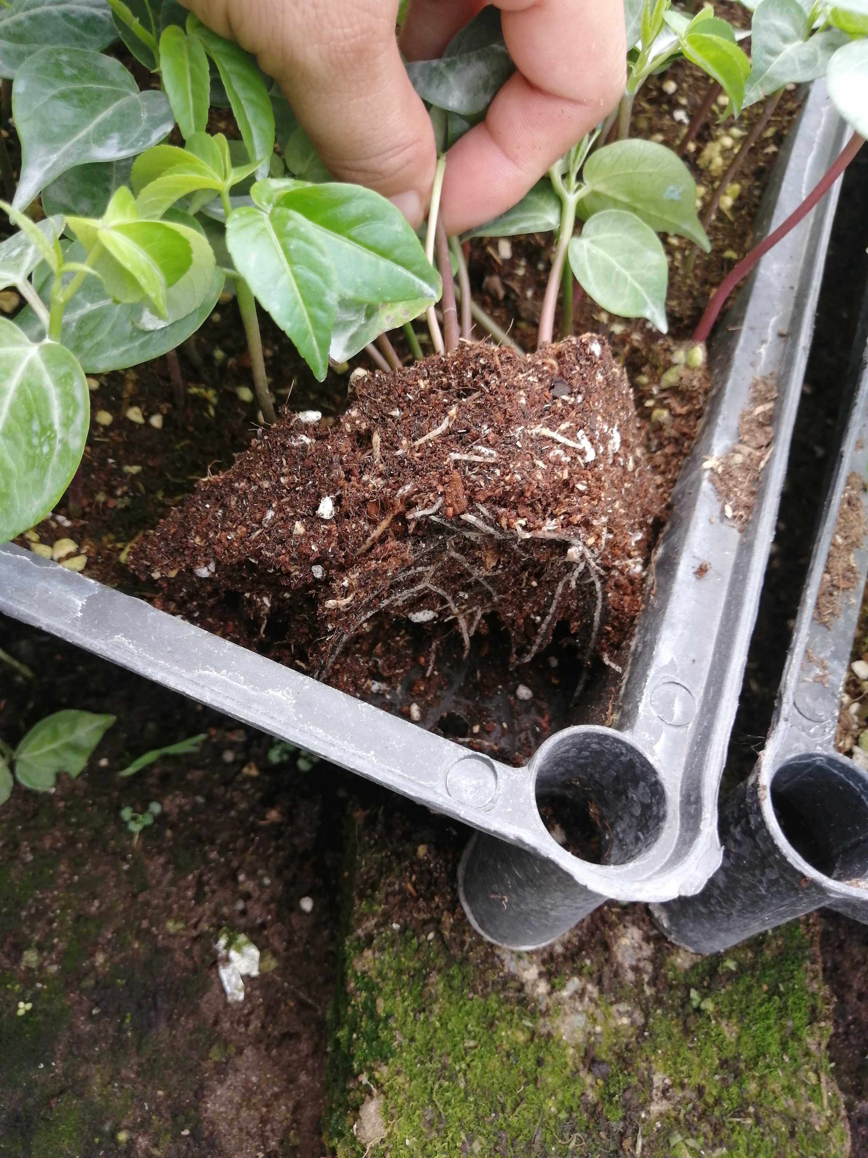 木棉-大腹木棉-綠化樹木綠化行道樹木【佛山市南海區(qū)綠之藝種植場(chǎng)】
