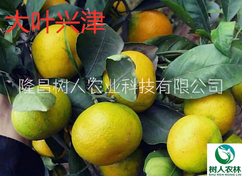 興津柑橘苗1年苗5元簽訂合同純度保證