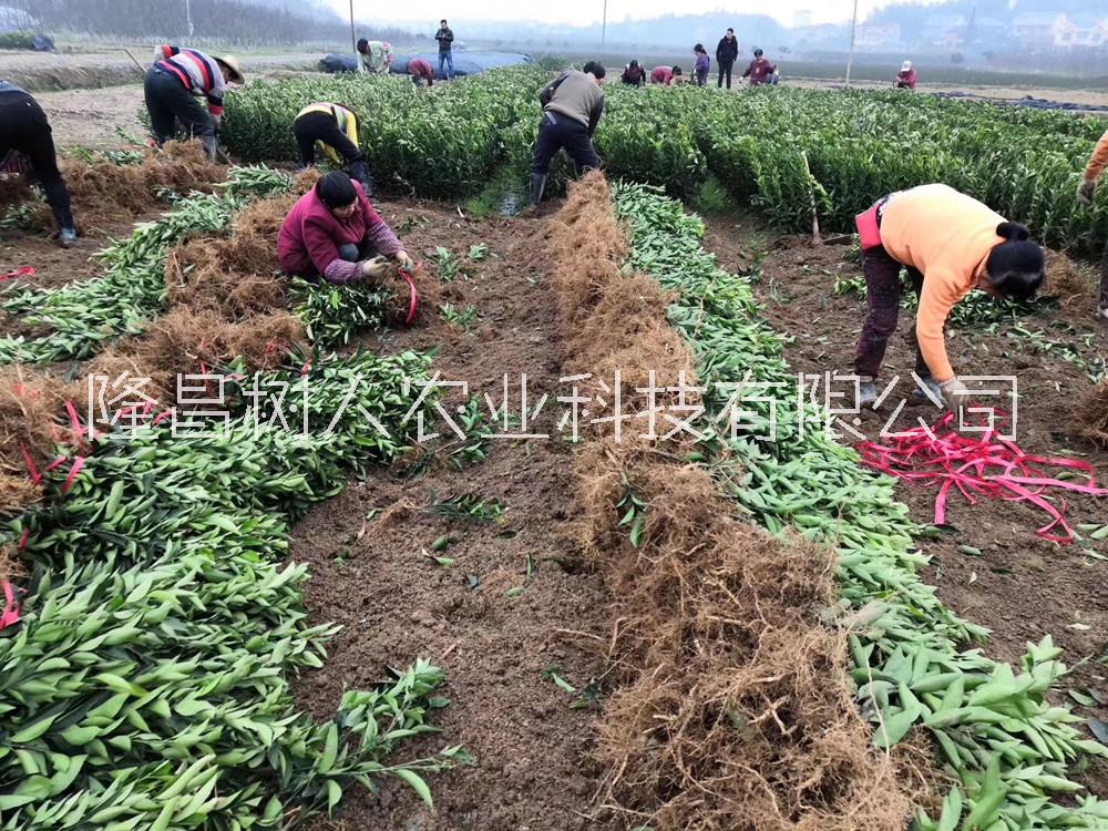 青秋臍橙苗簽訂合同純度保證