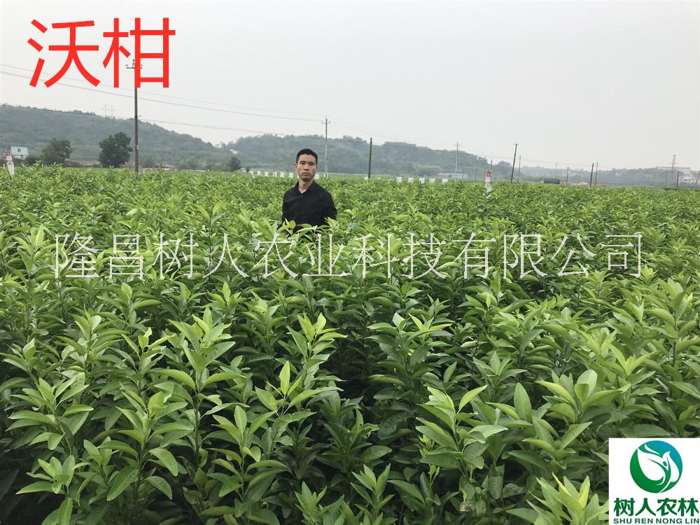 沃柑苗1年苗7元沃柑杯苗簽訂合同純度保證