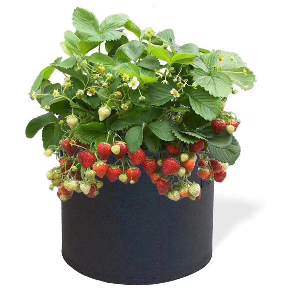 園藝植樹袋 中山園藝植樹袋廠家 園藝植樹袋供應(yīng)商