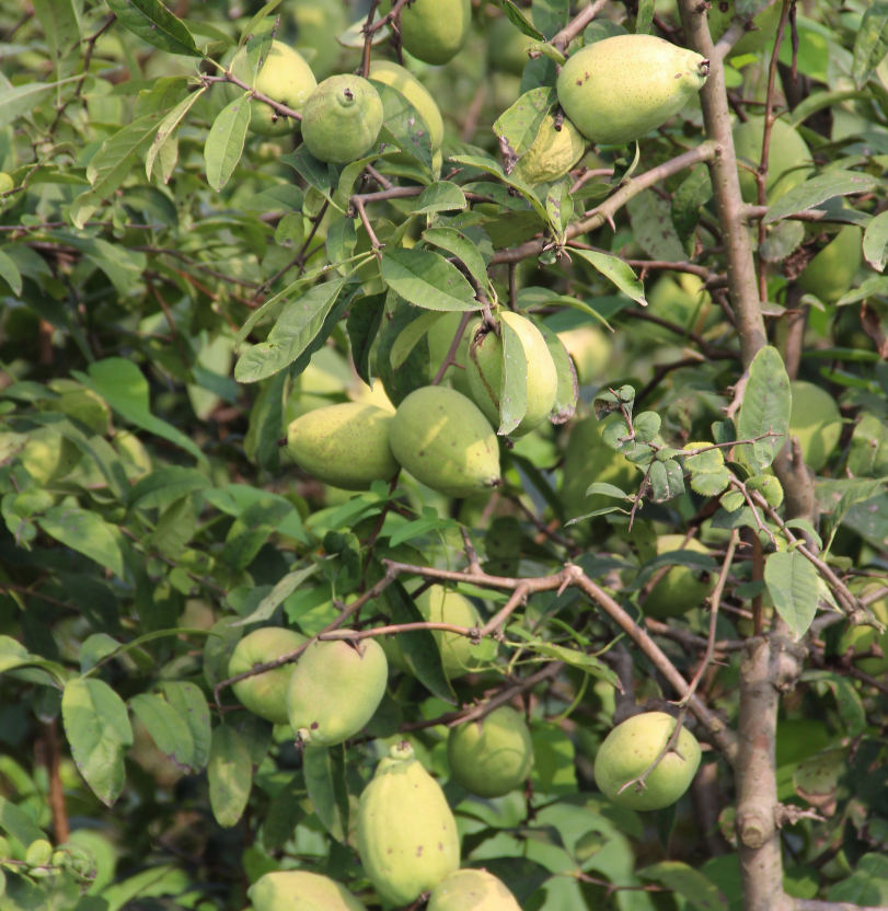 皺皮木瓜苗價格 皺皮木瓜苗批發(fā) 皺皮木瓜苗基地 產(chǎn)地直銷 山東萬畝木瓜基地 價格低樹形好