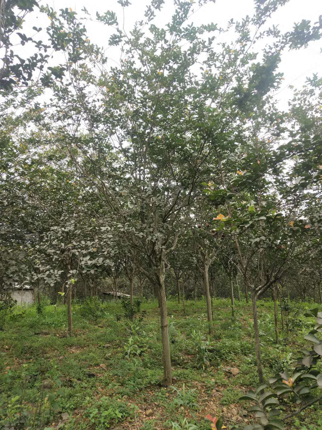 廣東批發(fā)紫薇樹苗價格 種植基地直銷