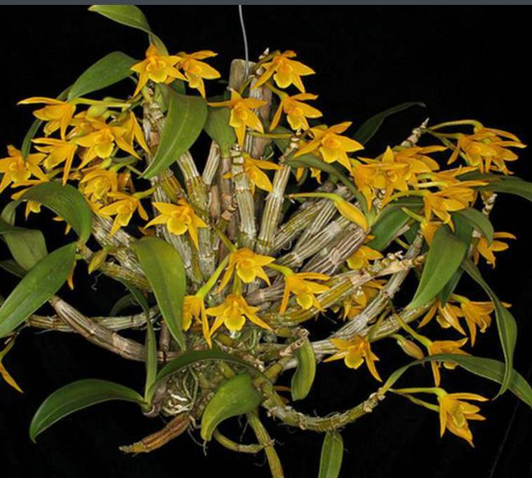 翅梗石斛批發(fā)-種植基地-價(jià)格-大量供應(yīng)