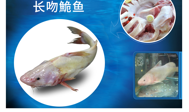 長(zhǎng)吻鮠魚批發(fā)-價(jià)格-哪家好 長(zhǎng)吻鮠魚批發(fā)