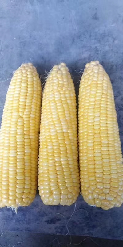 黃糯玉米種子產(chǎn)地批發(fā)，甜玉米種子產(chǎn)地批發(fā)甜糯玉米基地供應(yīng)商廠家供貨，品質(zhì)保證