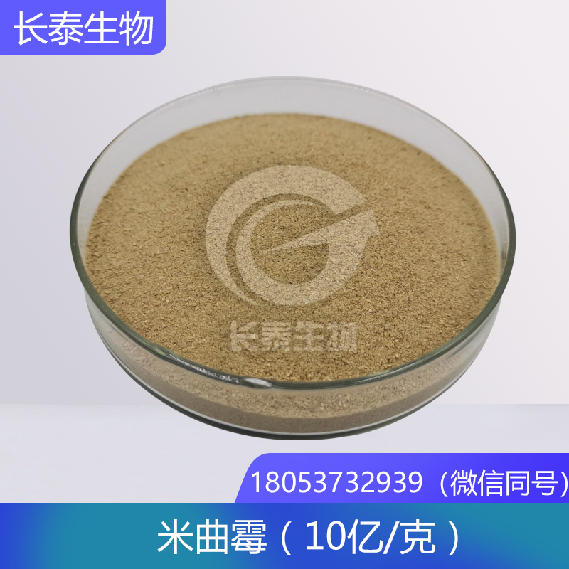 米曲霉 生物飼料發(fā)酵菌種 畜禽有益菌廠家直銷
