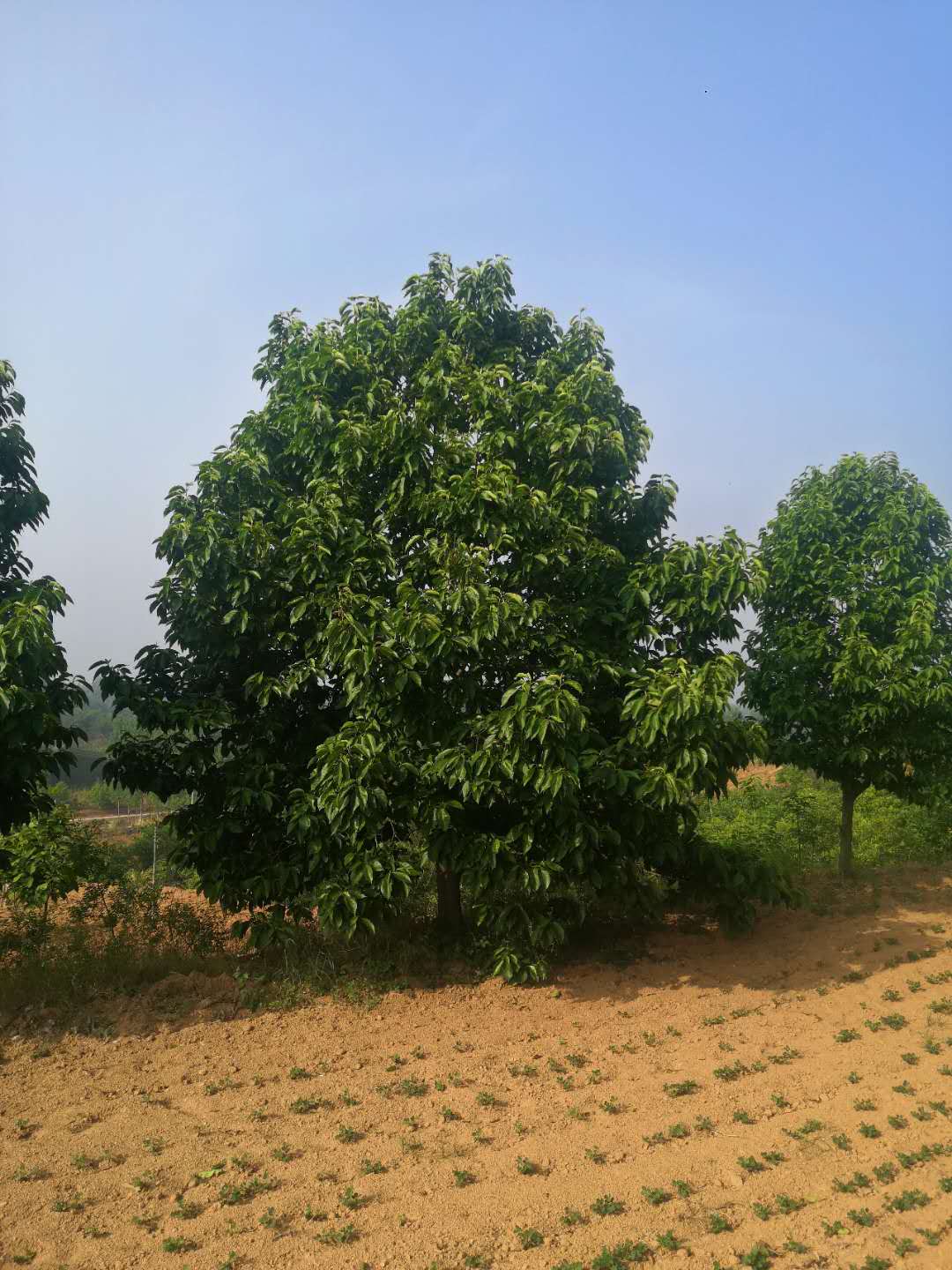 南陽望春玉蘭批發(fā)-河南望春玉蘭報(bào)價(jià)-望春玉蘭一手種植基地【 南陽綠迪園林綠化有限公司】