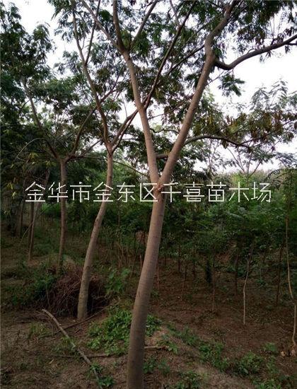浙江合歡 直徑10公分合歡供應(yīng)找金華千喜苗木