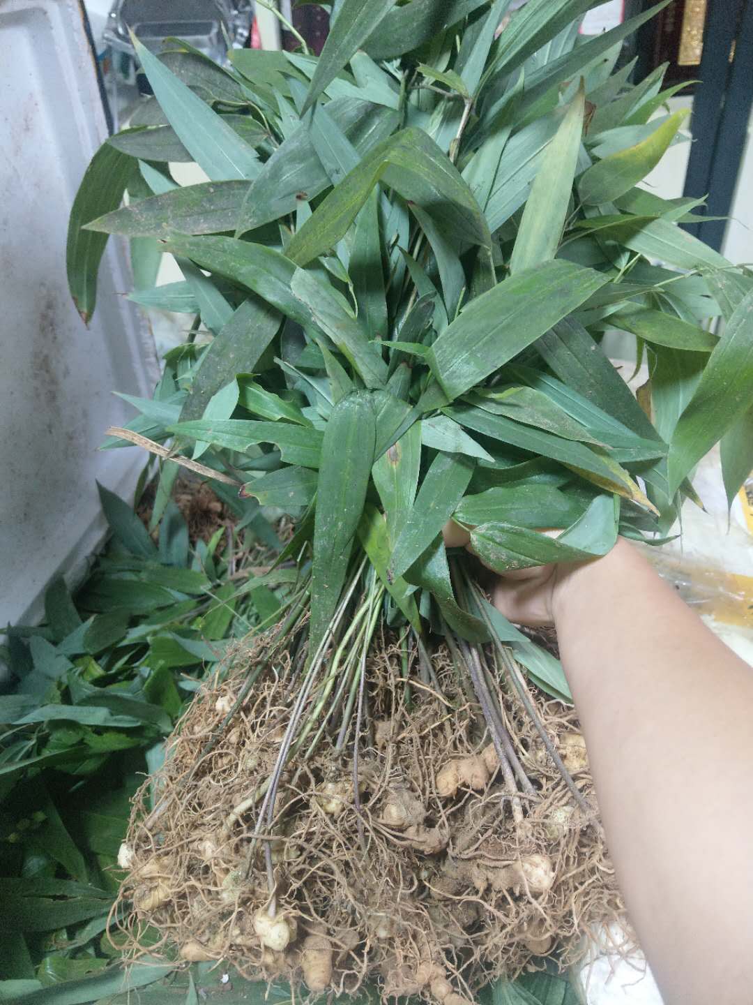 黃精種植技術(shù)黃精種苗塊莖批發(fā)