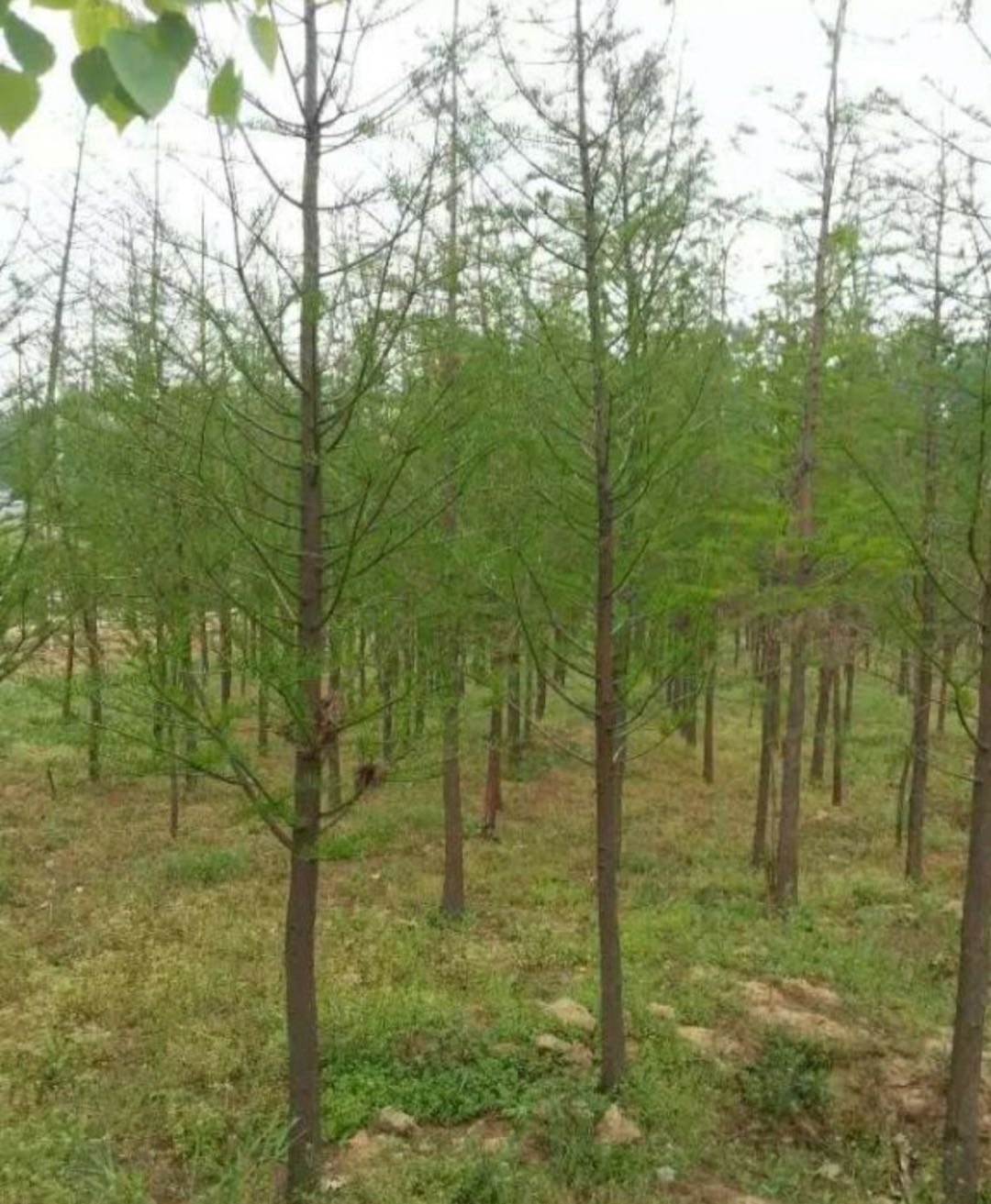 廣西池杉供應(yīng)基地、批發(fā)、多少錢【湖南省益陽市綠茵苗木有限公司】