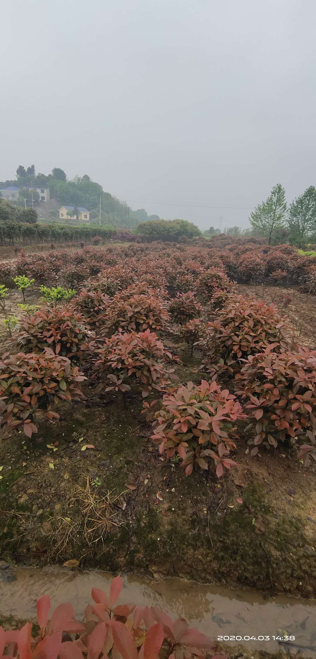 【真不錯】湖南紅楓苗木基地 湖南紅楓苗木批發(fā)報價-瀏陽市柏加鎮(zhèn)佳豐苗圃