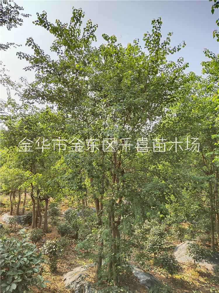 叢生烏桕2-8桿移栽苗供應(yīng) 浙江叢生烏桕場家