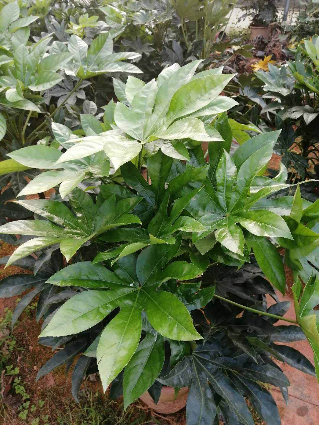 福建 植物八角金盤批發(fā)價格_八角金盤苗木供應