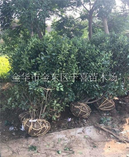 大葉黃楊毛球容器苗供應(yīng)配貨 浙江大葉黃楊分布