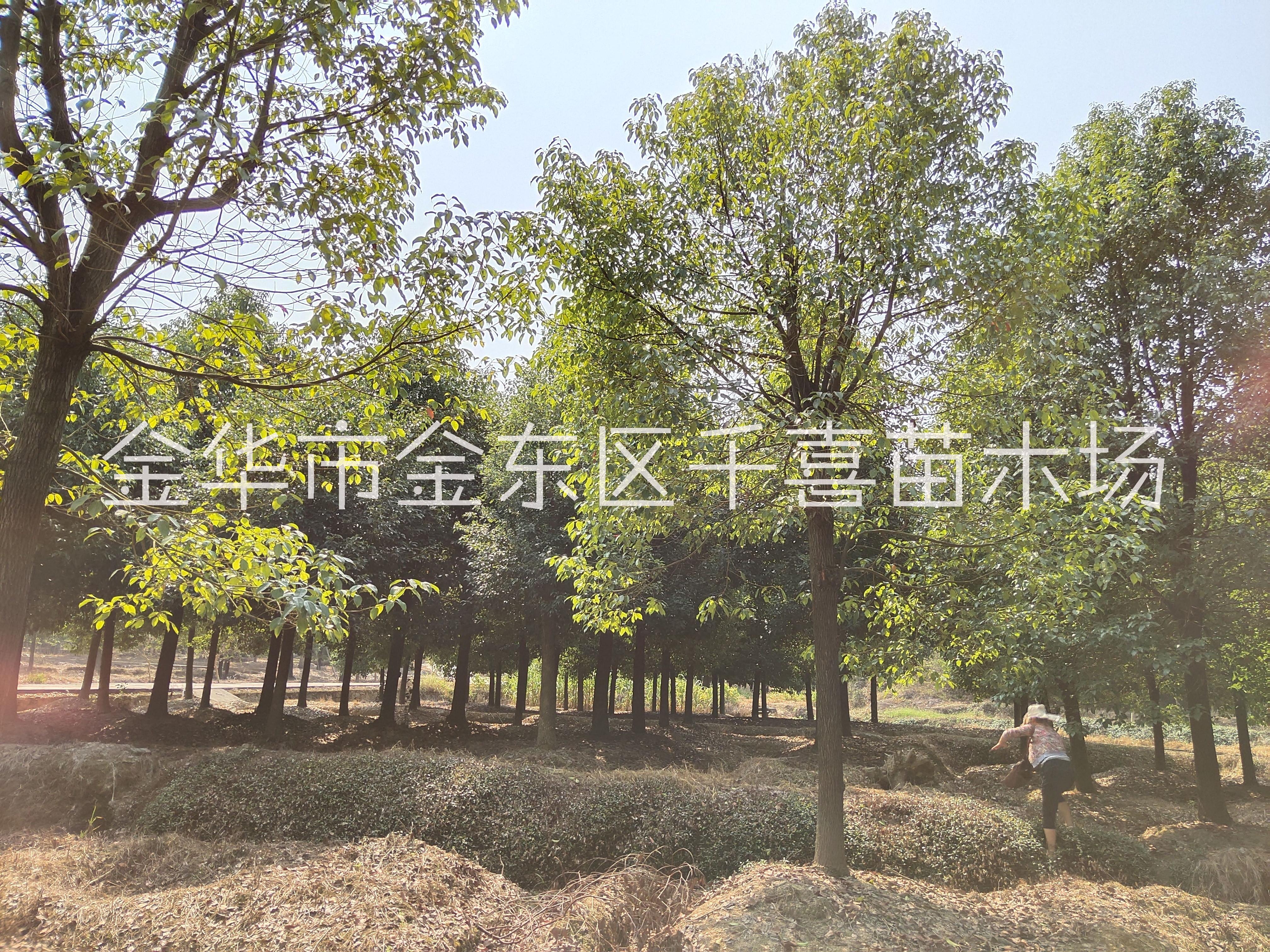 金華地區(qū)供應香樟 浙江香樟行情