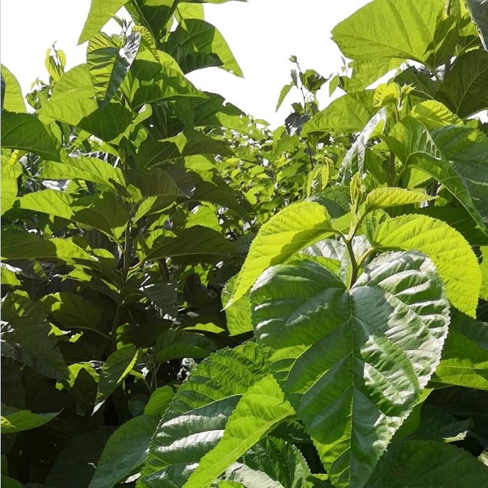 山東桑芽菜 菜桑苗價(jià)格