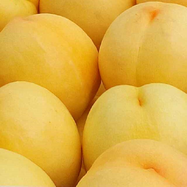 新品種桃樹(shù)苗大個(gè)脆甜黃桃樹(shù)苗價(jià)格