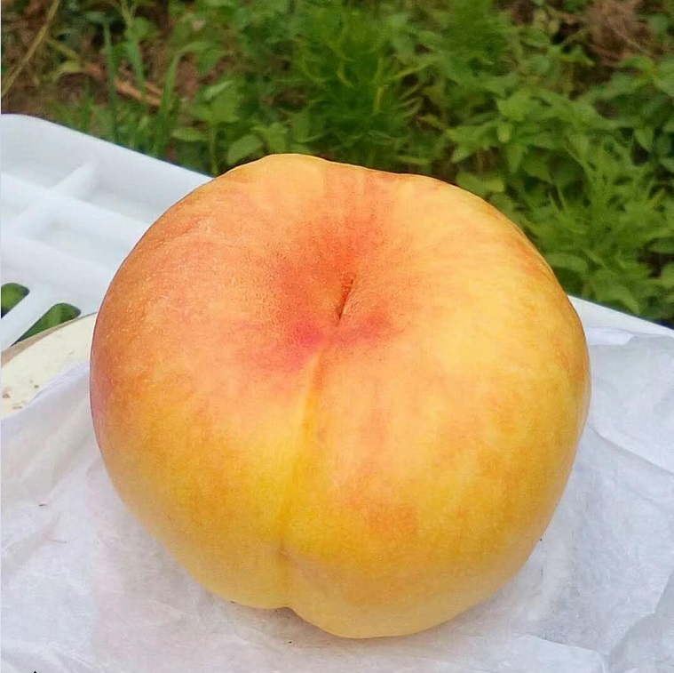 新品種桃樹(shù)苗大個(gè)脆甜黃桃樹(shù)苗價(jià)格