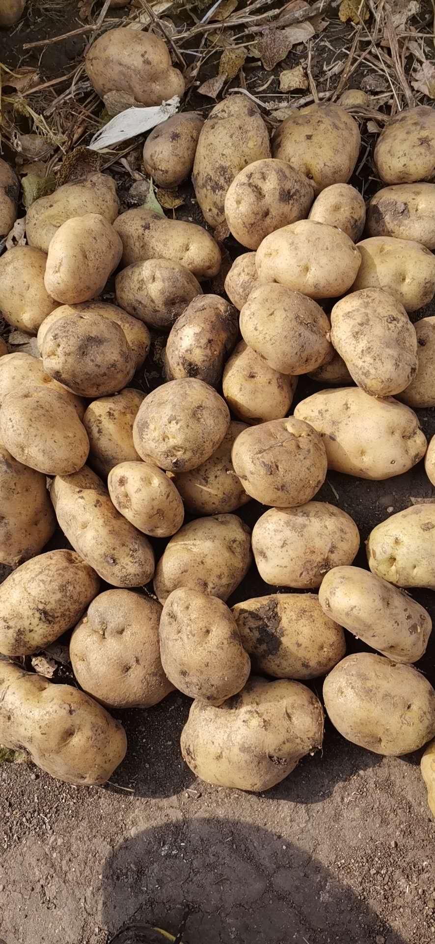 馬鈴薯零售、批發(fā)商、價(jià)錢、哪家好【訥河承諾馬鈴薯種植合作社】