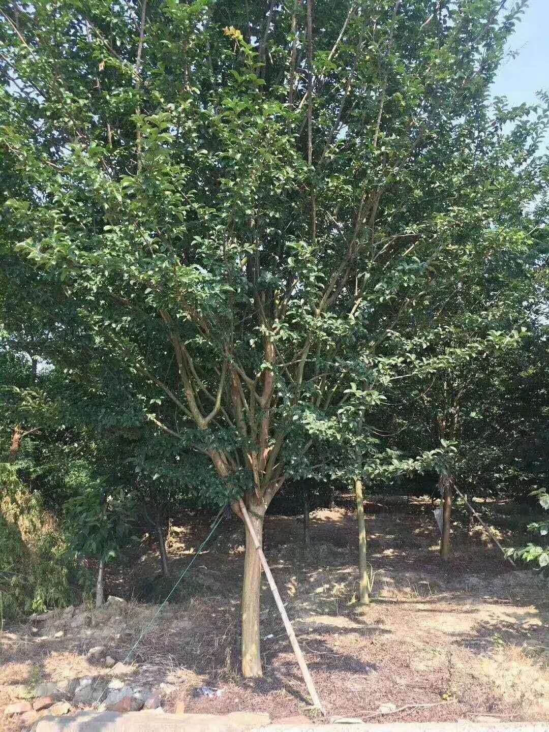 福建1一20公分紫薇種植基地、產(chǎn)地*、價(jià)格、批發(fā)【江西九江千葉園林綠化苗木基地】