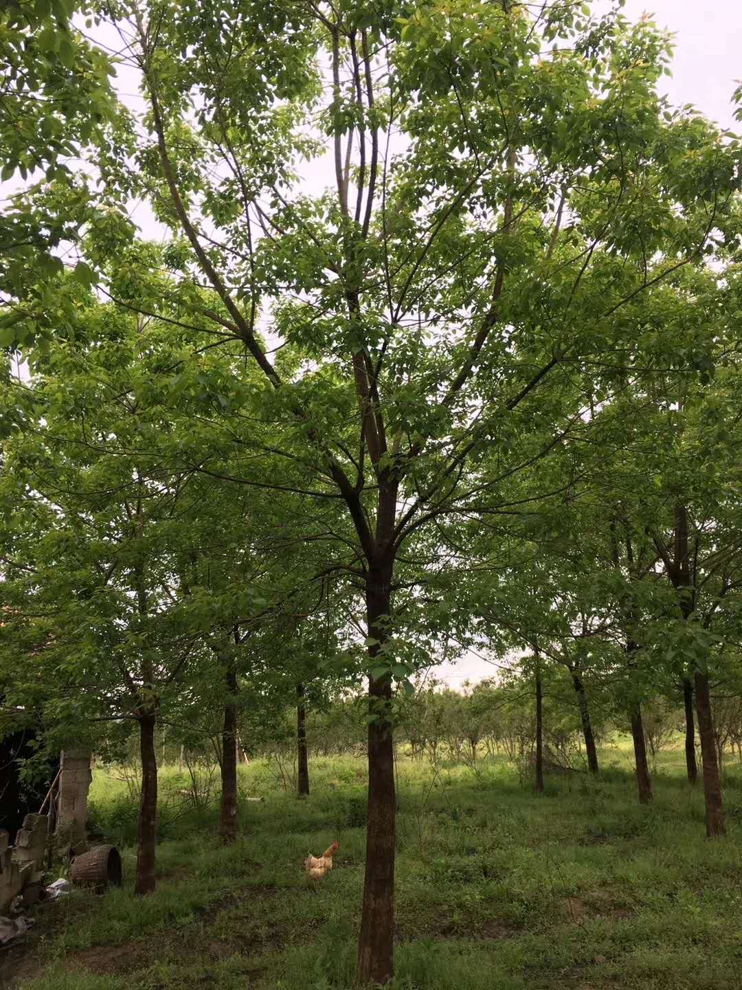1一30公分重陽木種植基地、價格、批發(fā)【江西九江千葉園林綠化苗木基地】