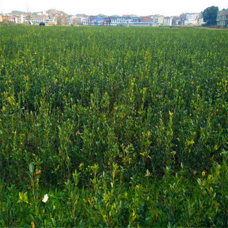 長(zhǎng)林油茶苗批發(fā)、價(jià)格、多少錢一棵、種植基地【江西省豐城市白土鎮(zhèn)崗霞村油茶苗合作社】