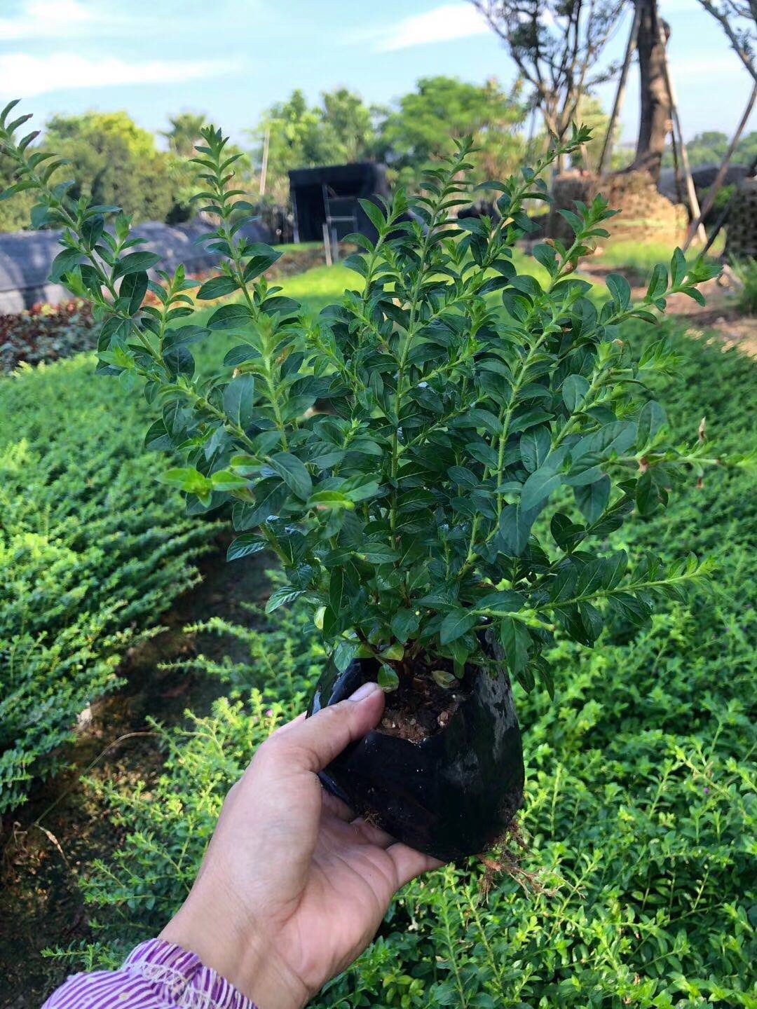 廣東*梅批發(fā)價格、*梅種植基地、*梅小苗優(yōu)質(zhì)供應商