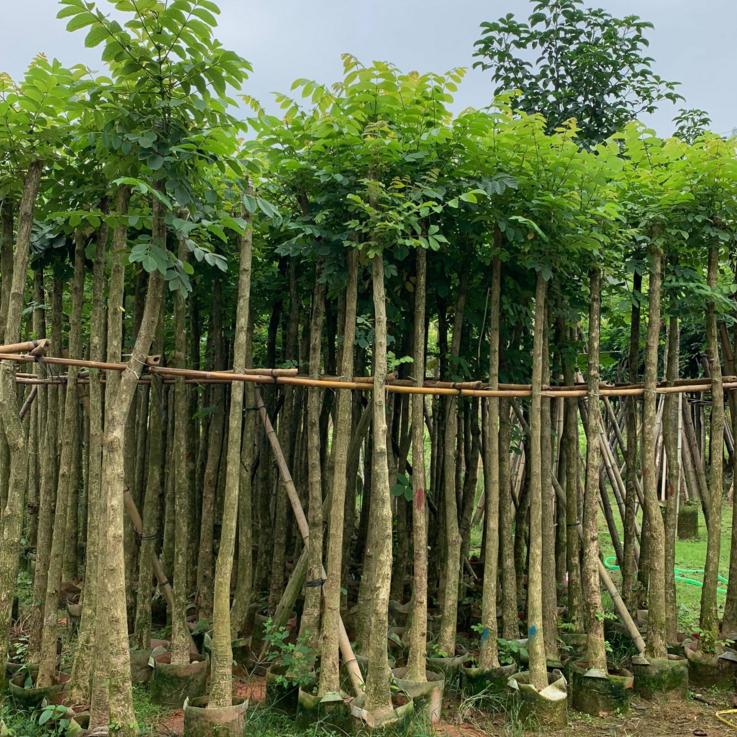 廣東揭陽(yáng)火焰木基地*、價(jià)格、批發(fā)、電話【揭陽(yáng)市澤輝花木場(chǎng)】