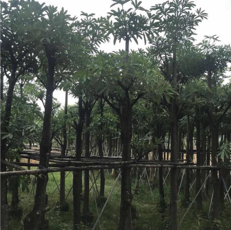 廣西盆架子種植基地、基地*、價(jià)格、批發(fā)、電話(huà)【揭陽(yáng)市澤輝花木場(chǎng)】