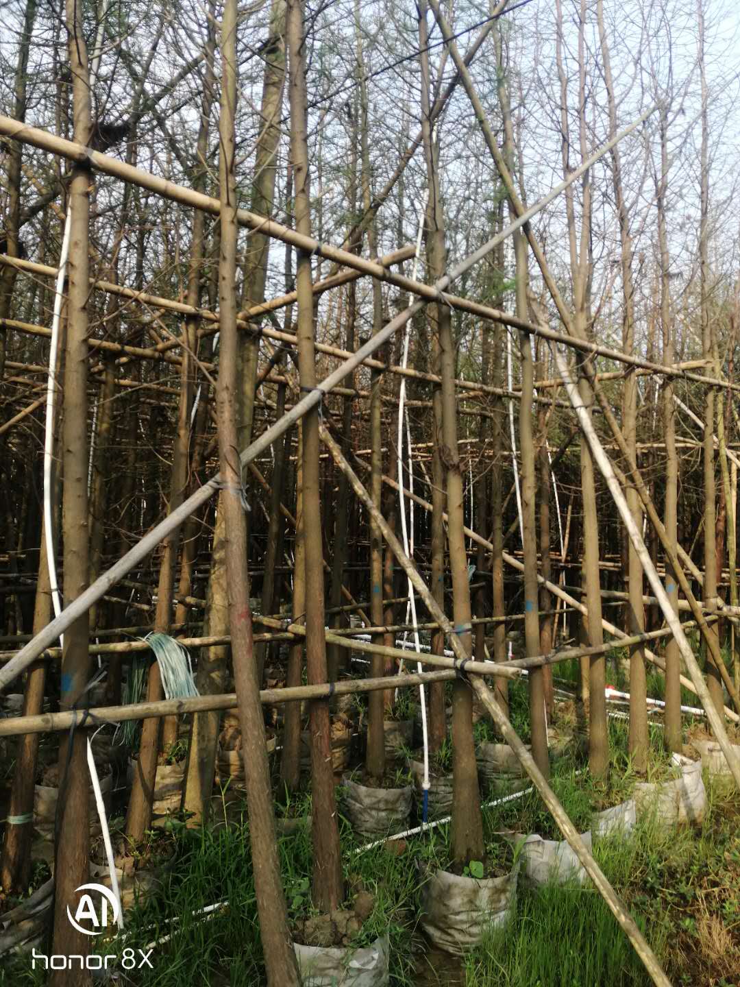 江門水杉種植基地_水杉價(jià)格_水杉銷售電話—水杉哪里好