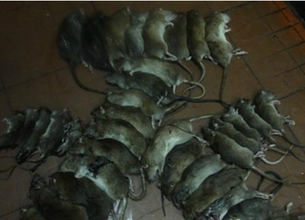 幼兒園除四害滅鼠 幼兒園除四害滅鼠消殺除蟲 幼兒園除四害滅鼠消殺除蟲滅蟑 幼兒園上門除四害滅鼠消殺除蟲滅蟑