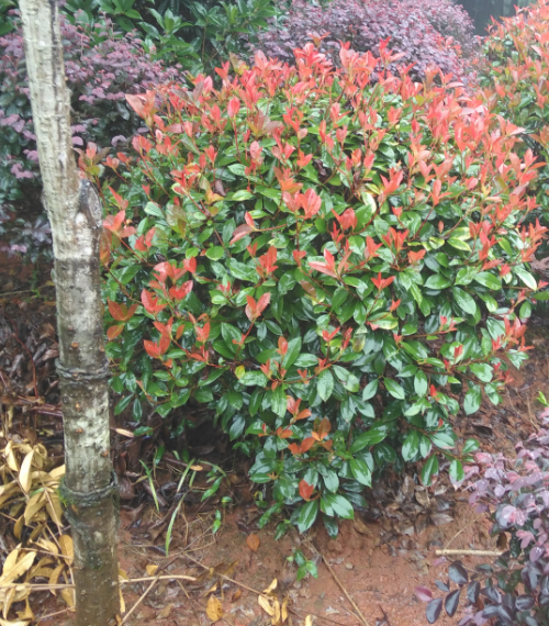 紅葉石楠樹價(jià)格 紅葉石楠樹供應(yīng)大量銷售