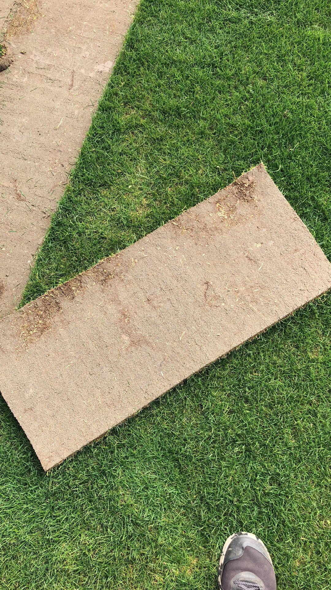 馬尼拉草坪供應(yīng)商 馬尼拉草坪價格