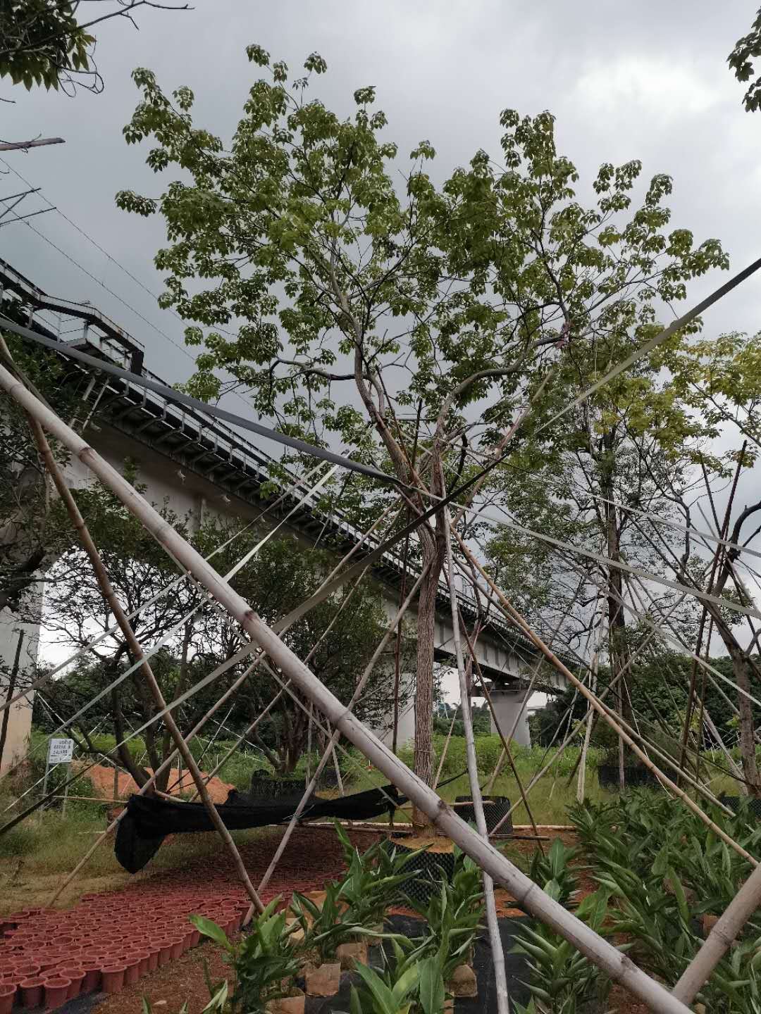 福建紫花風鈴木批發(fā)、多少錢一株、哪家便宜【廣州市霖峰園林有限公司】
