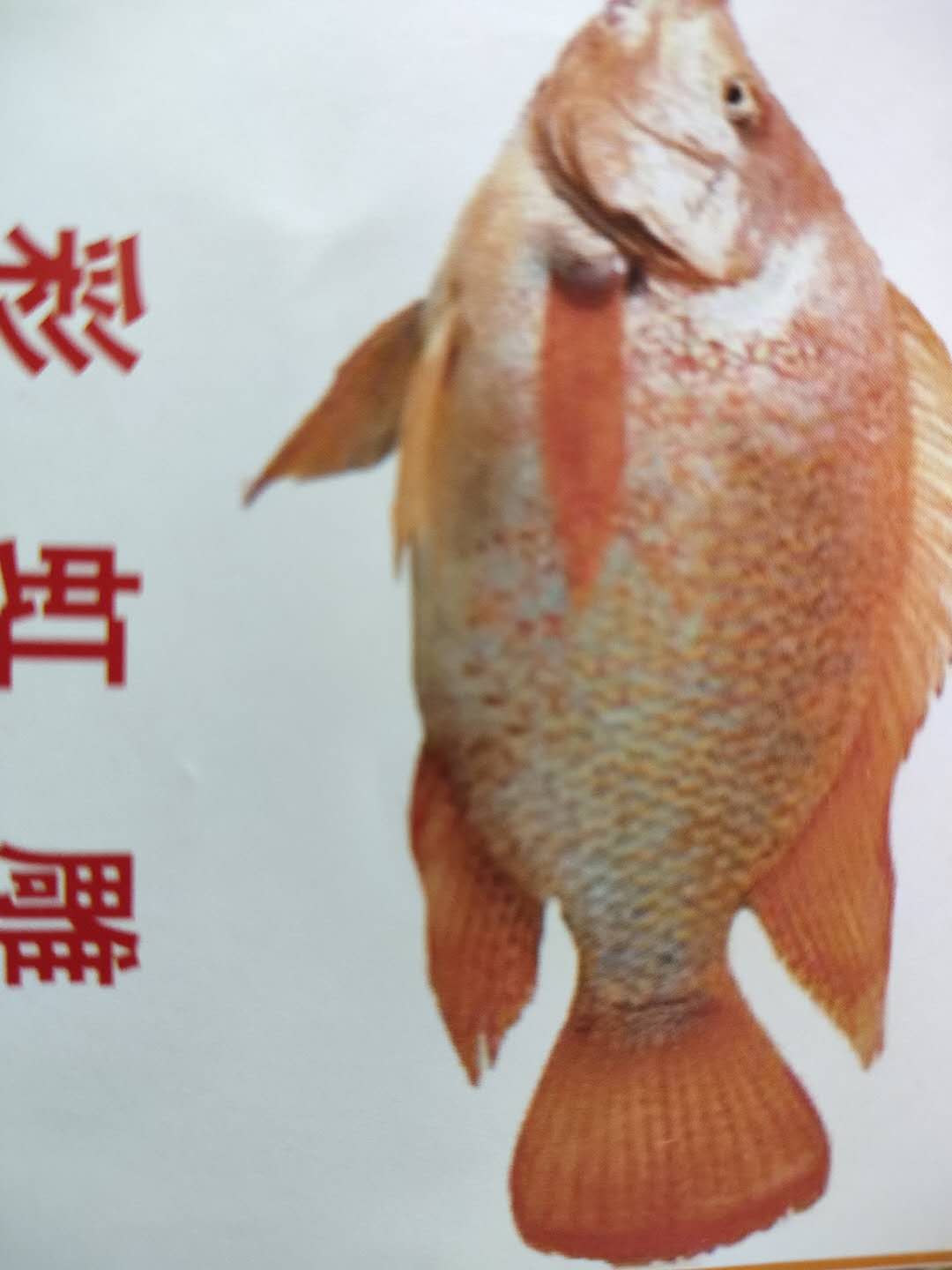 彩虹雕（紅羅非）大量批發(fā) 彩虹雕（紅羅非）魚苗批發(fā)