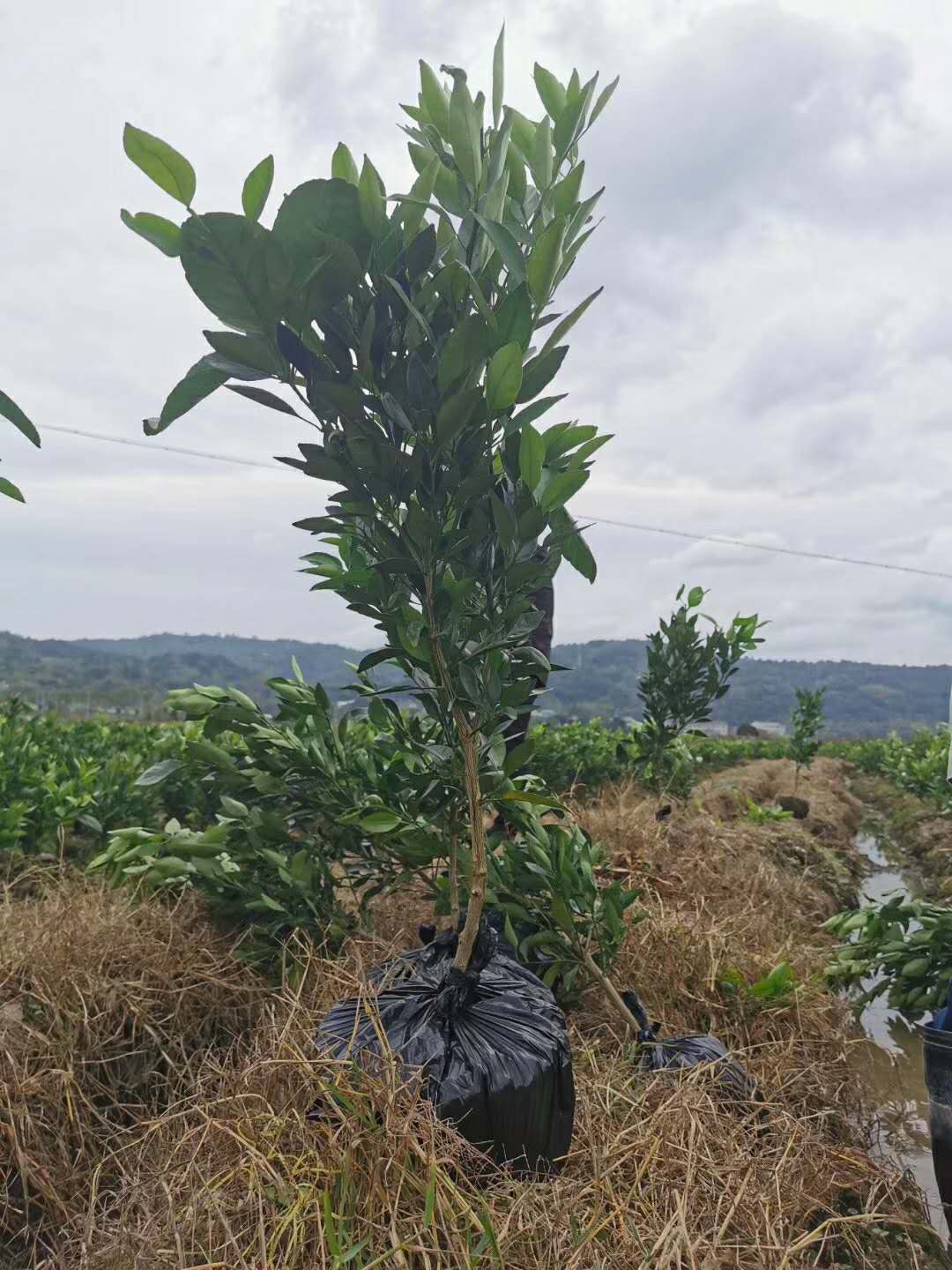 甘平桔苗廠家報(bào)價(jià) 甘平桔苗批發(fā)價(jià)格