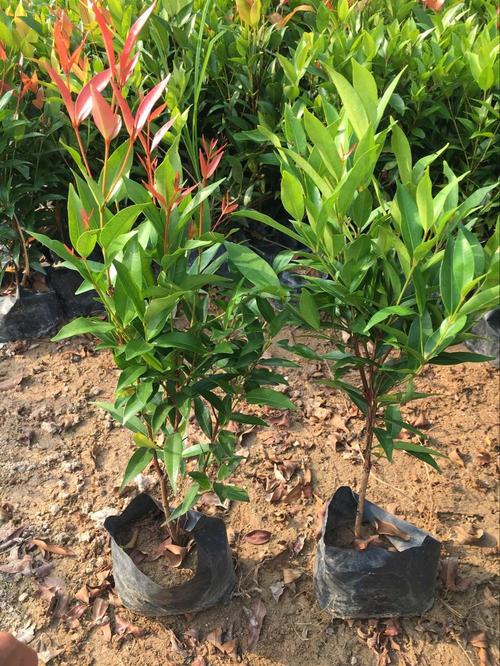 海南儋州紅車種植基地、批發(fā)、價(jià)格、供應(yīng)商【海南市璟權(quán)園林工程有限公司】