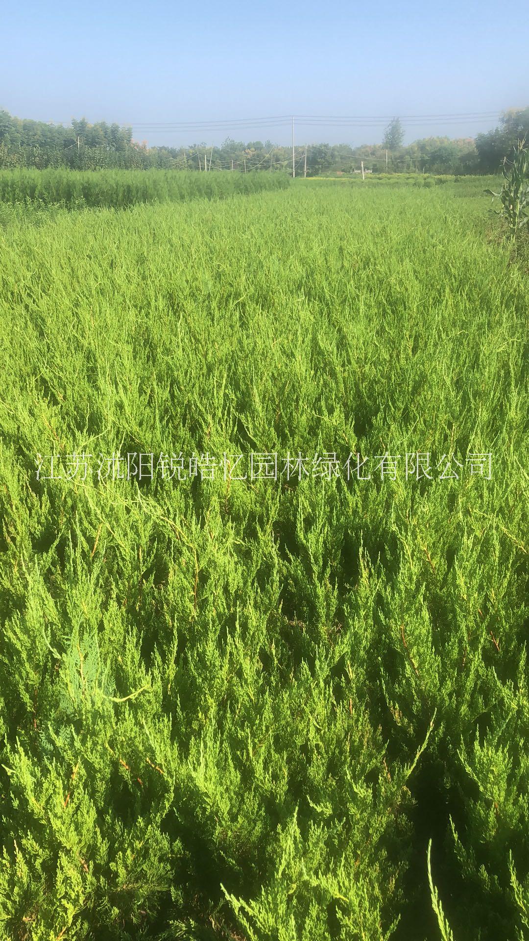 批發(fā)各規(guī)格龍柏苗 龍柏苗基地 種植出售 價格合理 歡迎來電